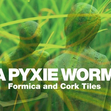 A Pyxie Worm - Harborside